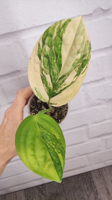 монстера варієгатна колекційні рідкісні monstera adansonii