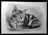 Rysunek kota ołówkiem