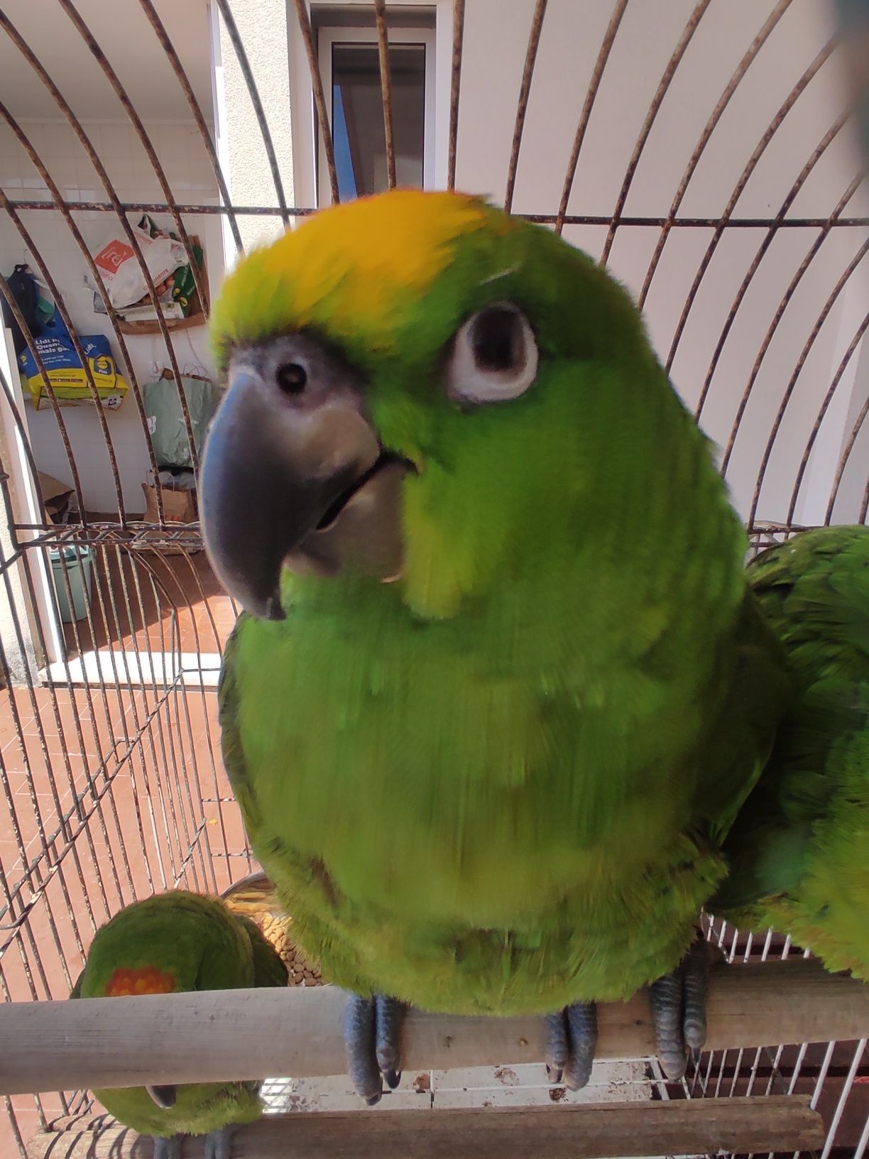 Amazona ochrocephala
