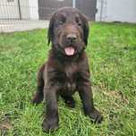 Flat coated retriever. Chlopak wątrobiany. Szczenię.