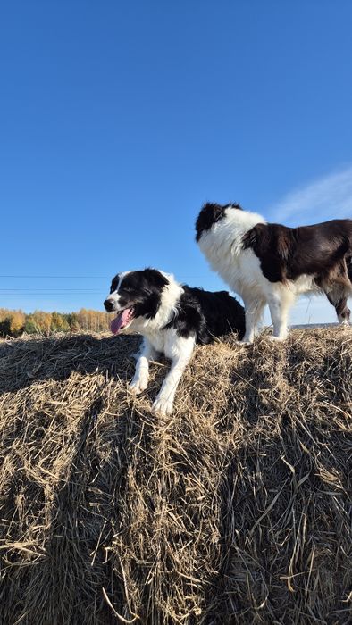 5 letni samiec border collie wykastrowany