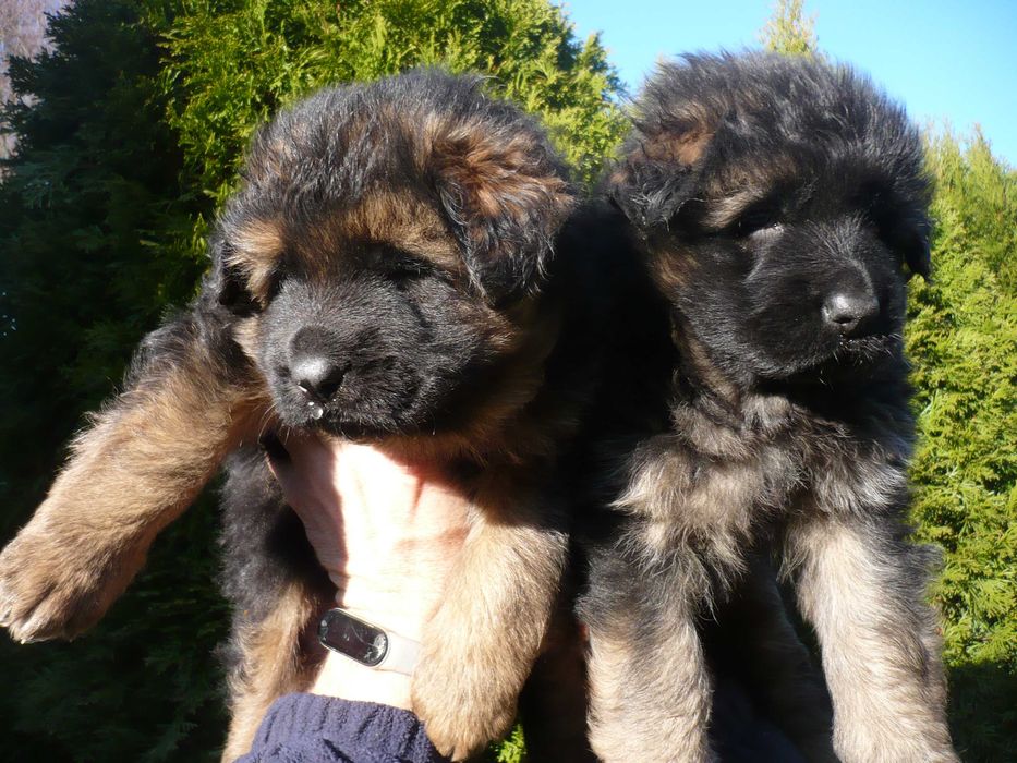 Owczarek niemiecki Owczarki Niemieckie