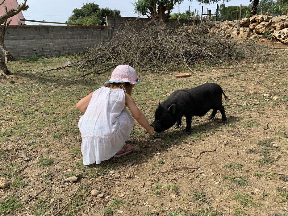 Porcos Vietnamitas, Mini Pigs