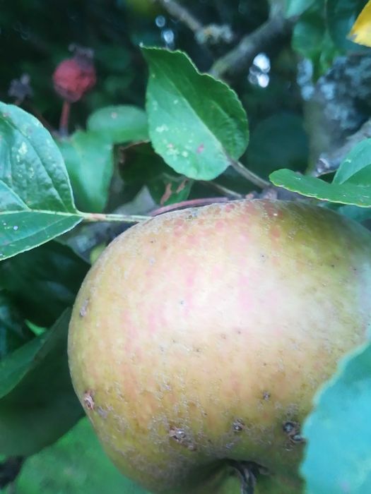 Sad u Bartka zaprasza po pyszne jabłka Koksa Pomarańczowa