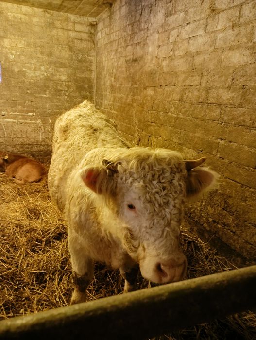 Byk charolaise do chowu