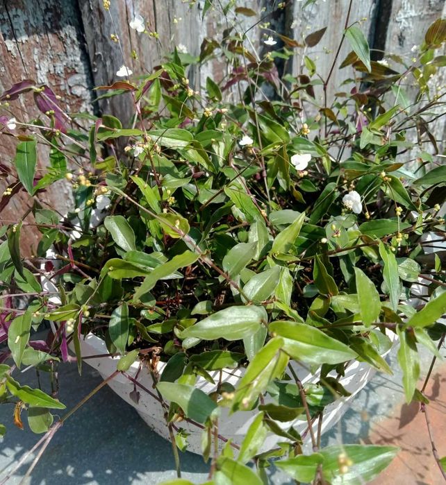 Традесканція альбіфлора, рео, колізія