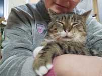 Kot bury miś miły kochany przyjaciel adoptuj