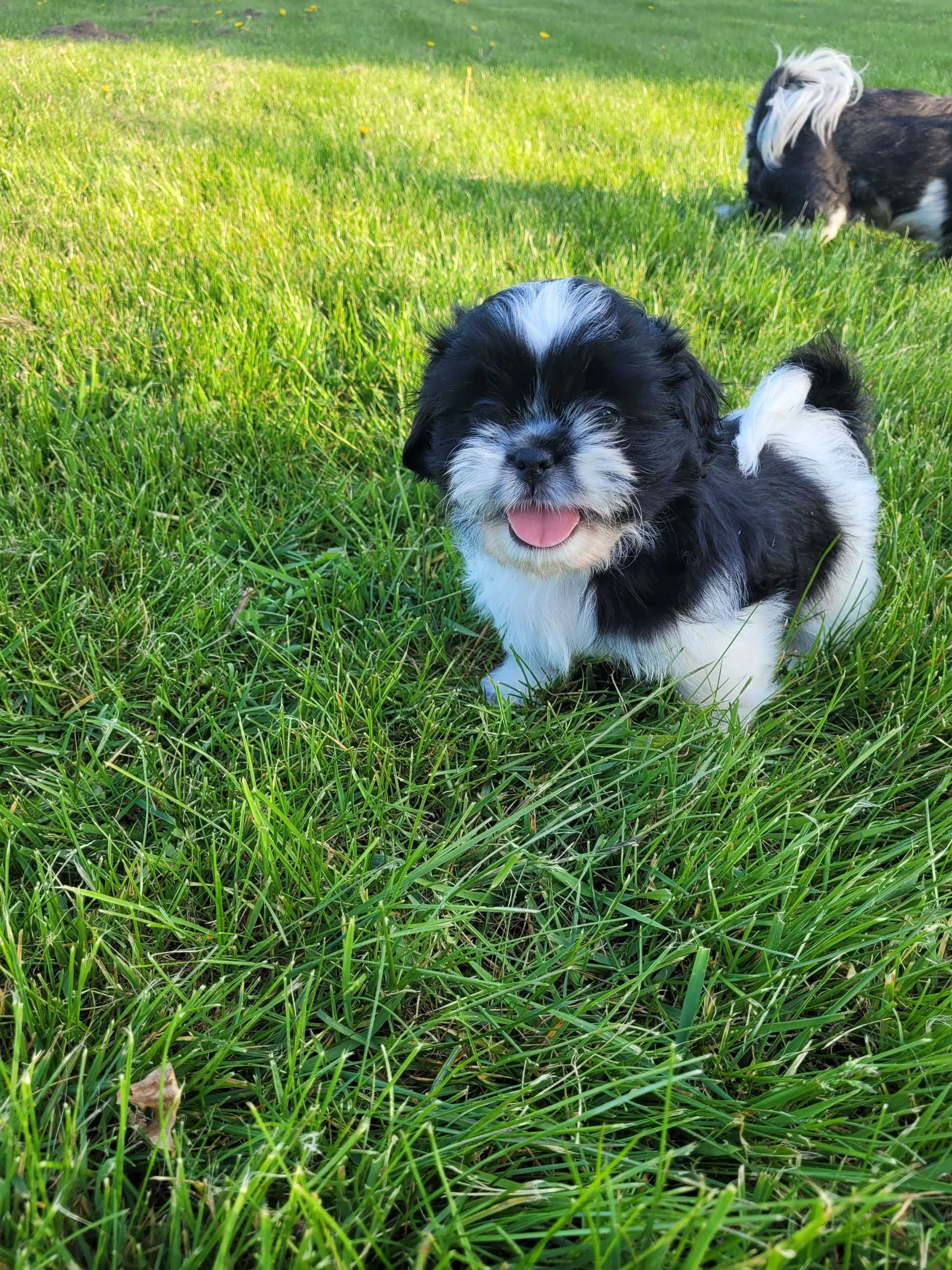 Szczenię shih tzu