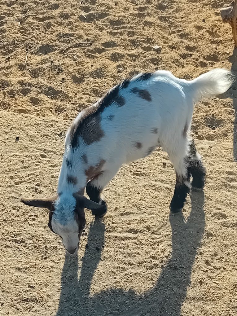 Cabrito anão mocho,  sem cornos