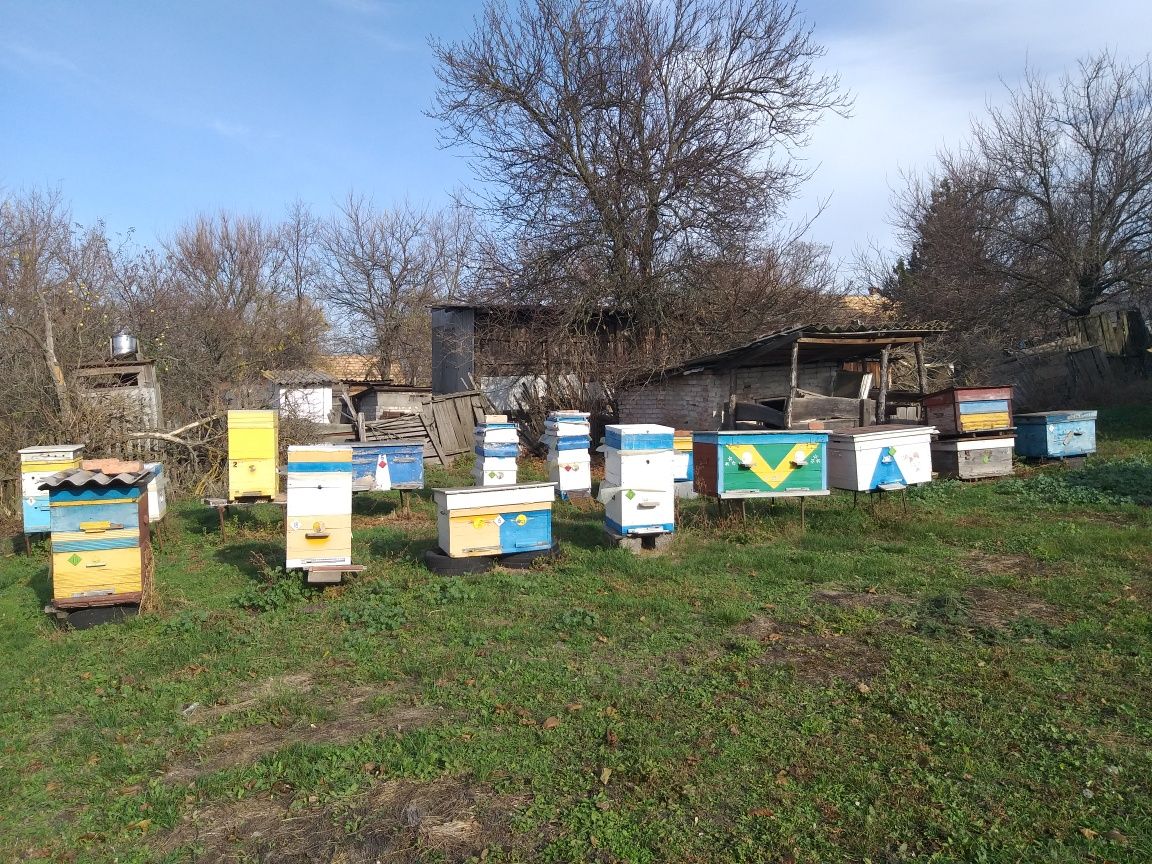 Продам бджолосім'ї.