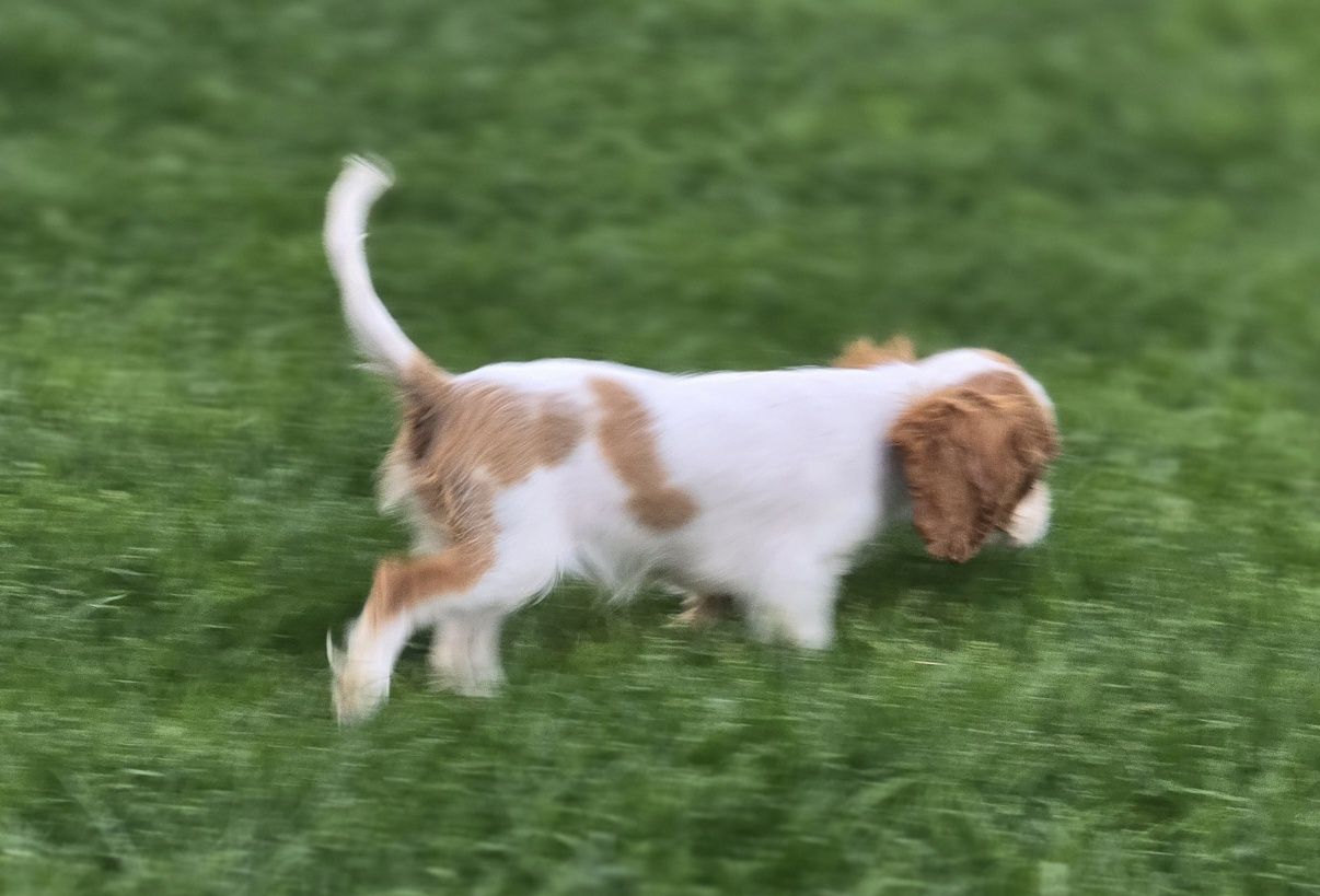 Cavalier King Charles spaniel sunia