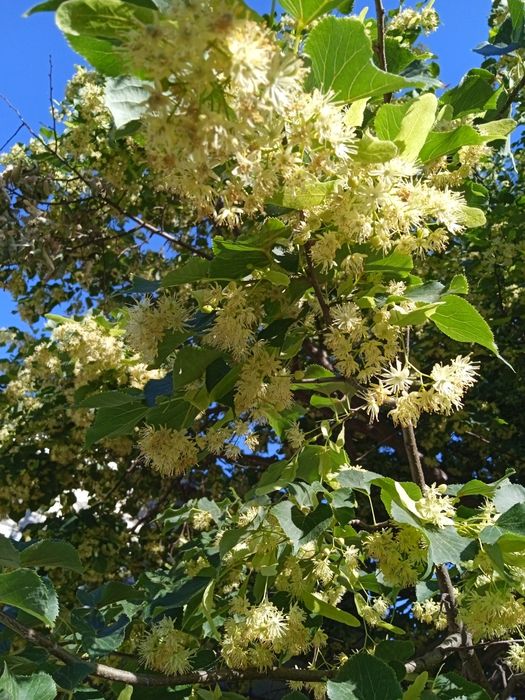 Домашняя липа этого года