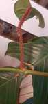 Philodendron squamiferum włochate ogonki liściowe sadzonka dwuliściowa