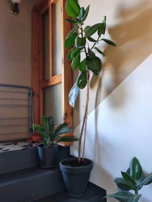 Drzewko kwiatek  bonsai I inne