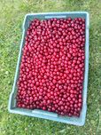 Wiśnia od producenta 10 zł kg skrzynki po 10 kg