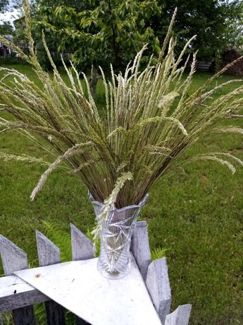 Сухоцветы декор пампасная трава комыш
