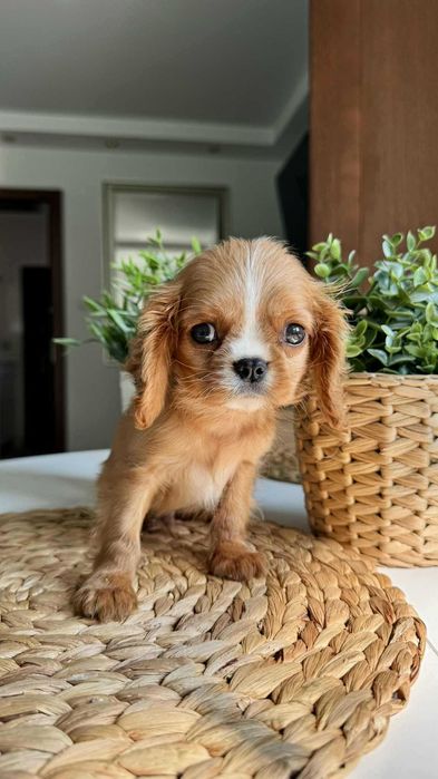 Chłopczyk Cavalier King Charles Spaniel Ruby