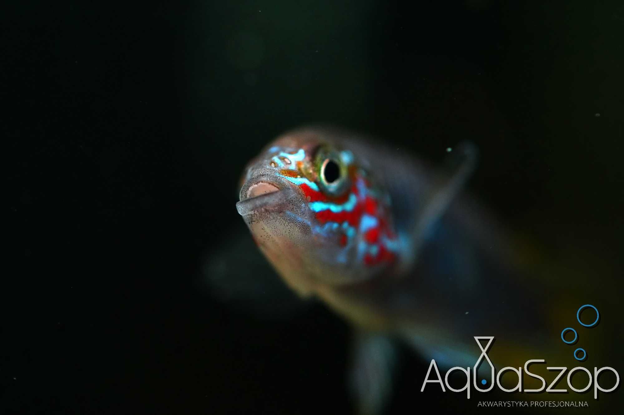 Pielęgniczka Apistogramma borelli "Opal" - AQUASZOP