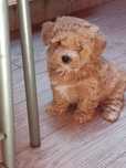 Maltipoo suczka, ojciec pudel chiński toy