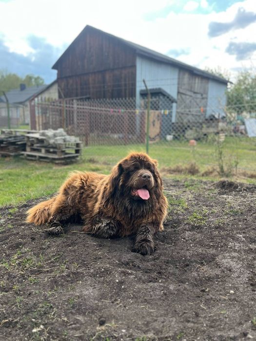 Nowofundland zapowiedź miotu wiosna 2026