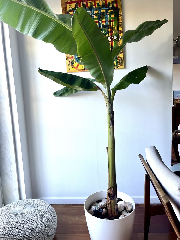 Bananeiras para vaso ou terra