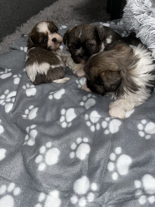 Shihtzu szczeniak shih tzu