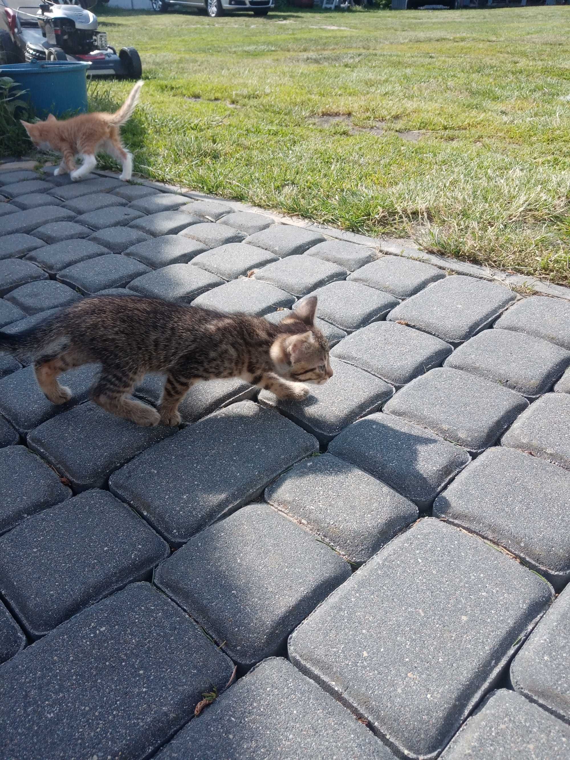 młode kotki do adopcji