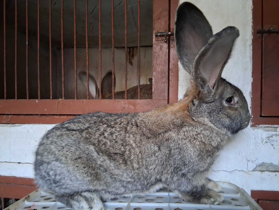 Króliki olbrzymy belgijskie