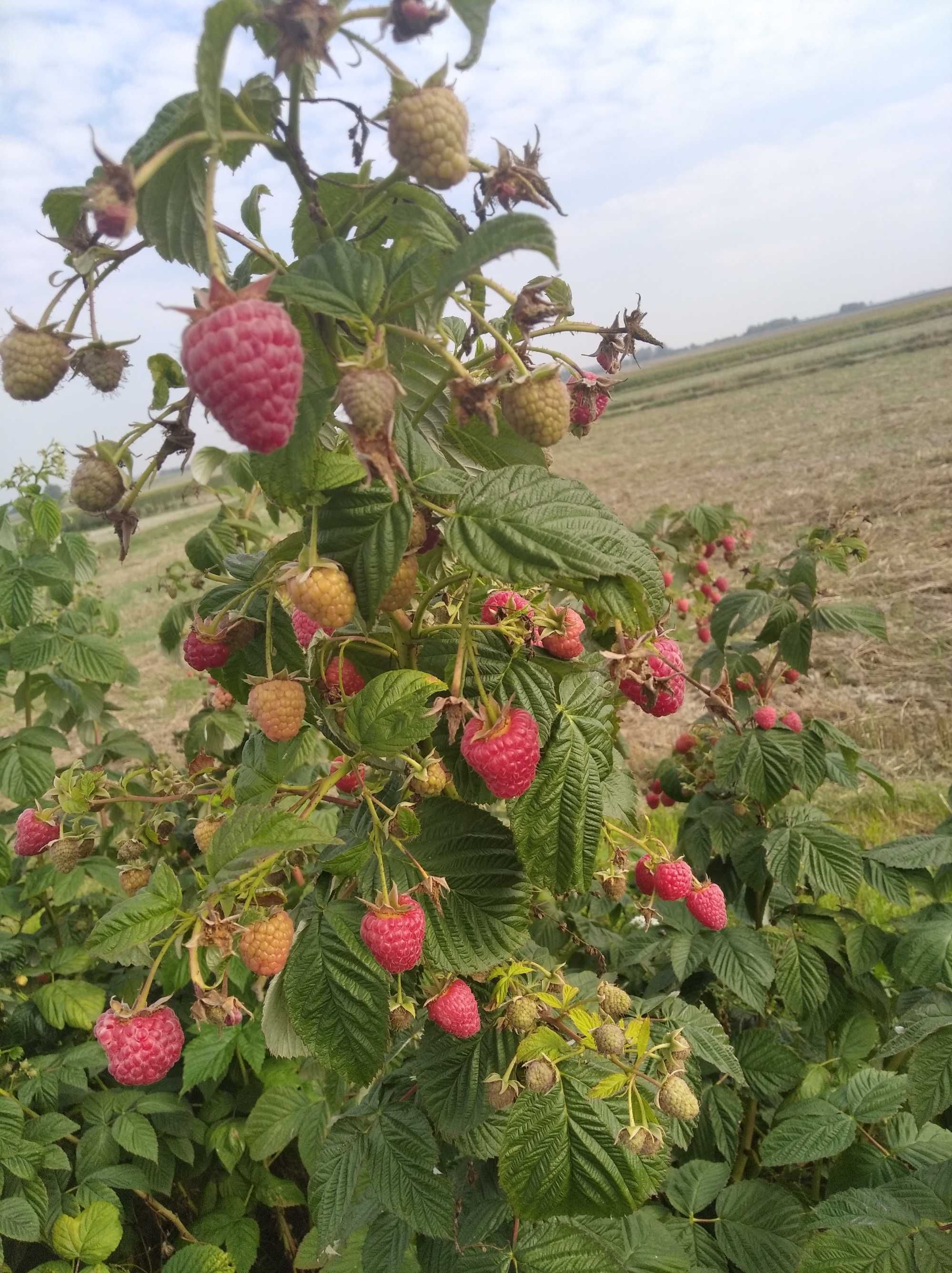 SADZONKI malin wczesne i póżne-bardz. dobrze ukorzenione .WYSYŁKA