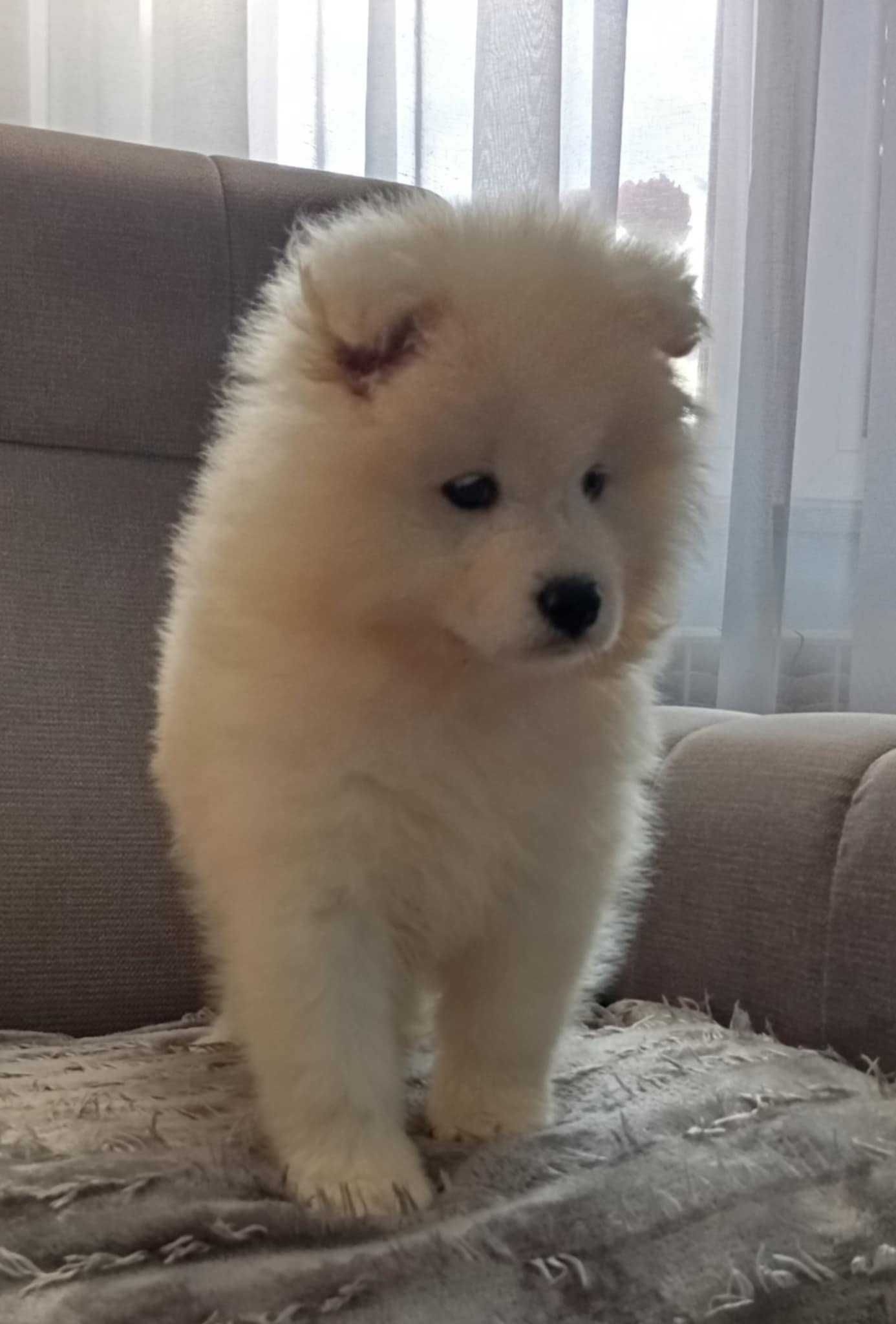 S A M O J E D, Samoyed
