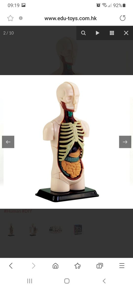 Conjunto de Anatomia humana 4 em 1