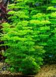 Limnophila Sessiliflora - Rośliny akwariowe - lek na Fosforany - po4