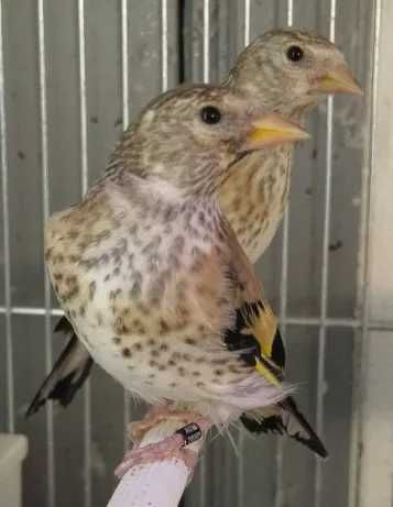 Carpodacos Mexicanos 2024/2025(outras aves)