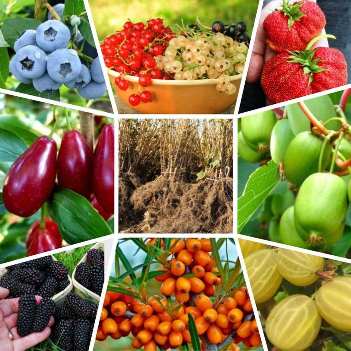 Саджанці смородини, аґрусу, малини, ожини, кизилу, обліпихи, полуниці