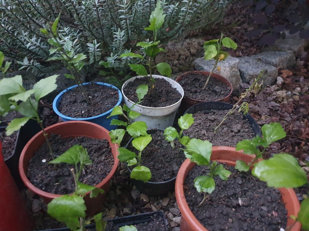Hibiskus sadzonka 1 szt