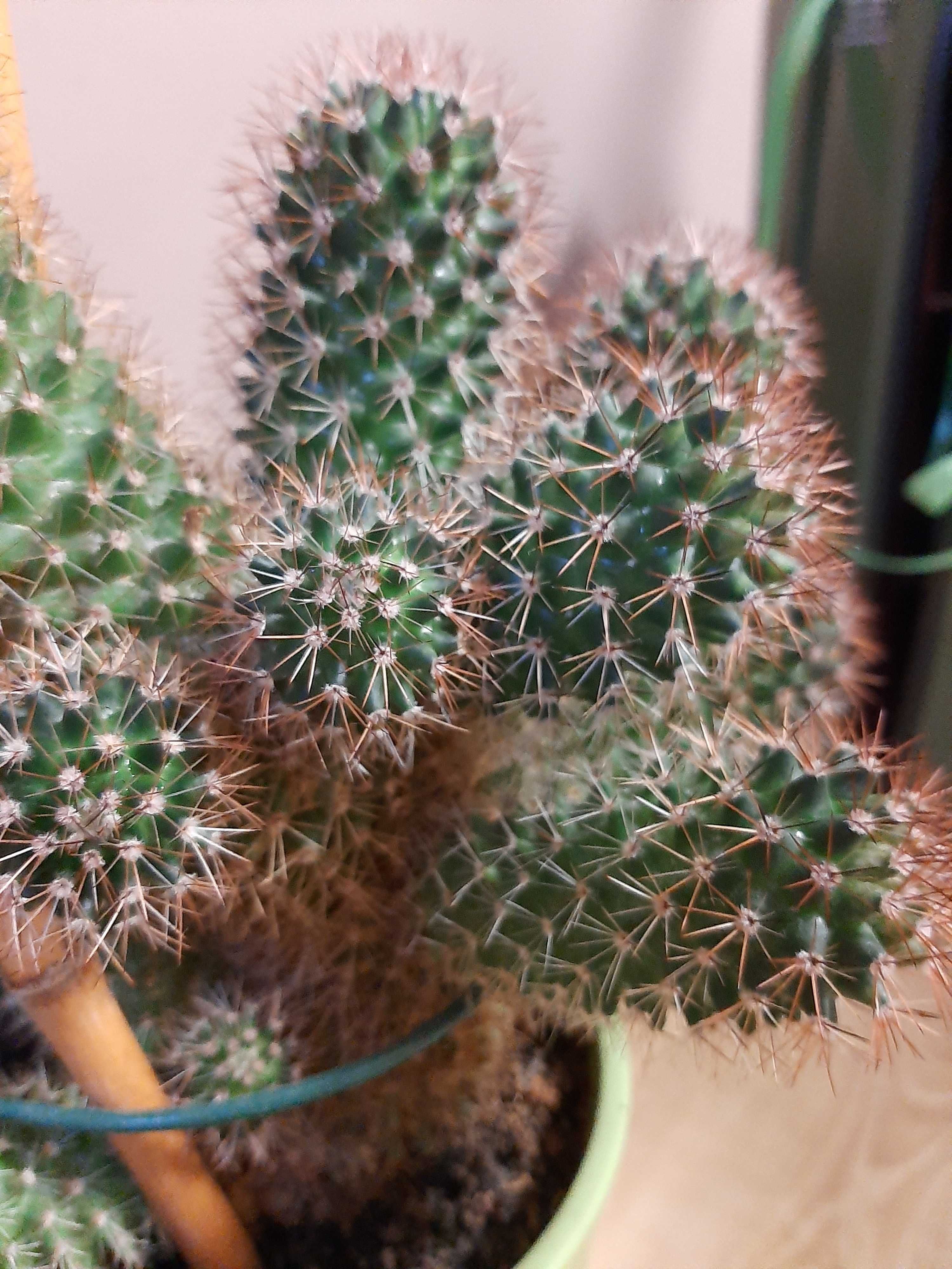 Kaktusy     odnóżki