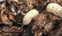 Armadillidium vulgare ,,Magic potion" - isopody ekipa sprzątająca