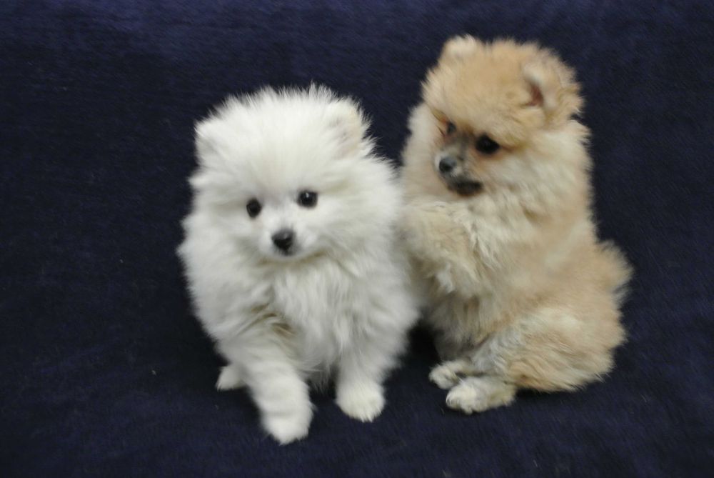 Szpic miniaturowy pomeranian