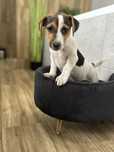 Jack Russell Terrier