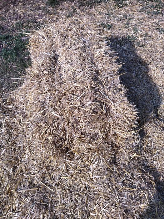 Продам солому ячну в тюках.