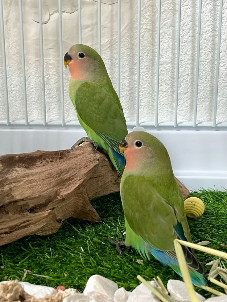 Vendo agapornis roseicollis