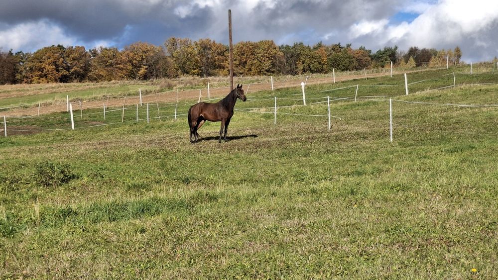 Sprzedam klacz 3.5 roku