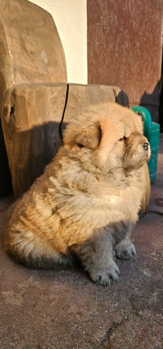 Rudy Piesek Rasy Chow Chow