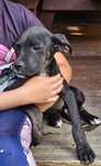 Cane corso Italiano szczenię