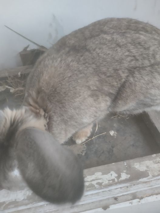 Продам Кролики кролi