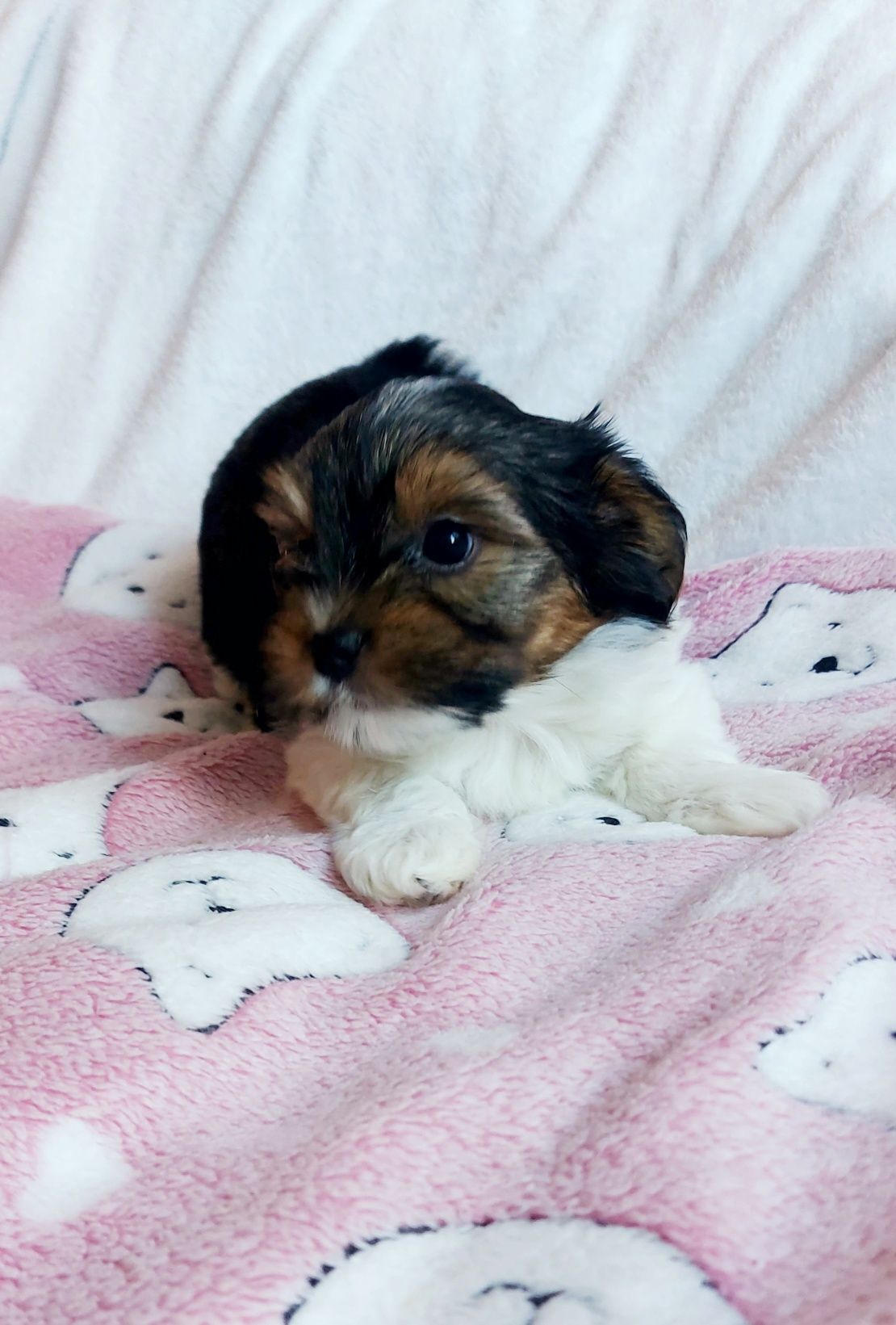 YORK suczka REZERWACJA rozmiar XXS yorkshire terrier biewer miniaturka