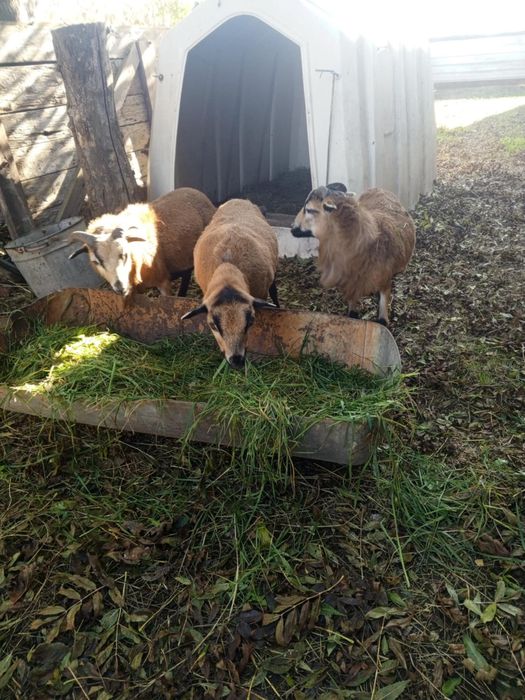 Sprzedam owce i baranki