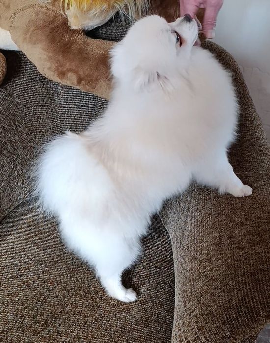 Підрощена дівчинка  шпіца