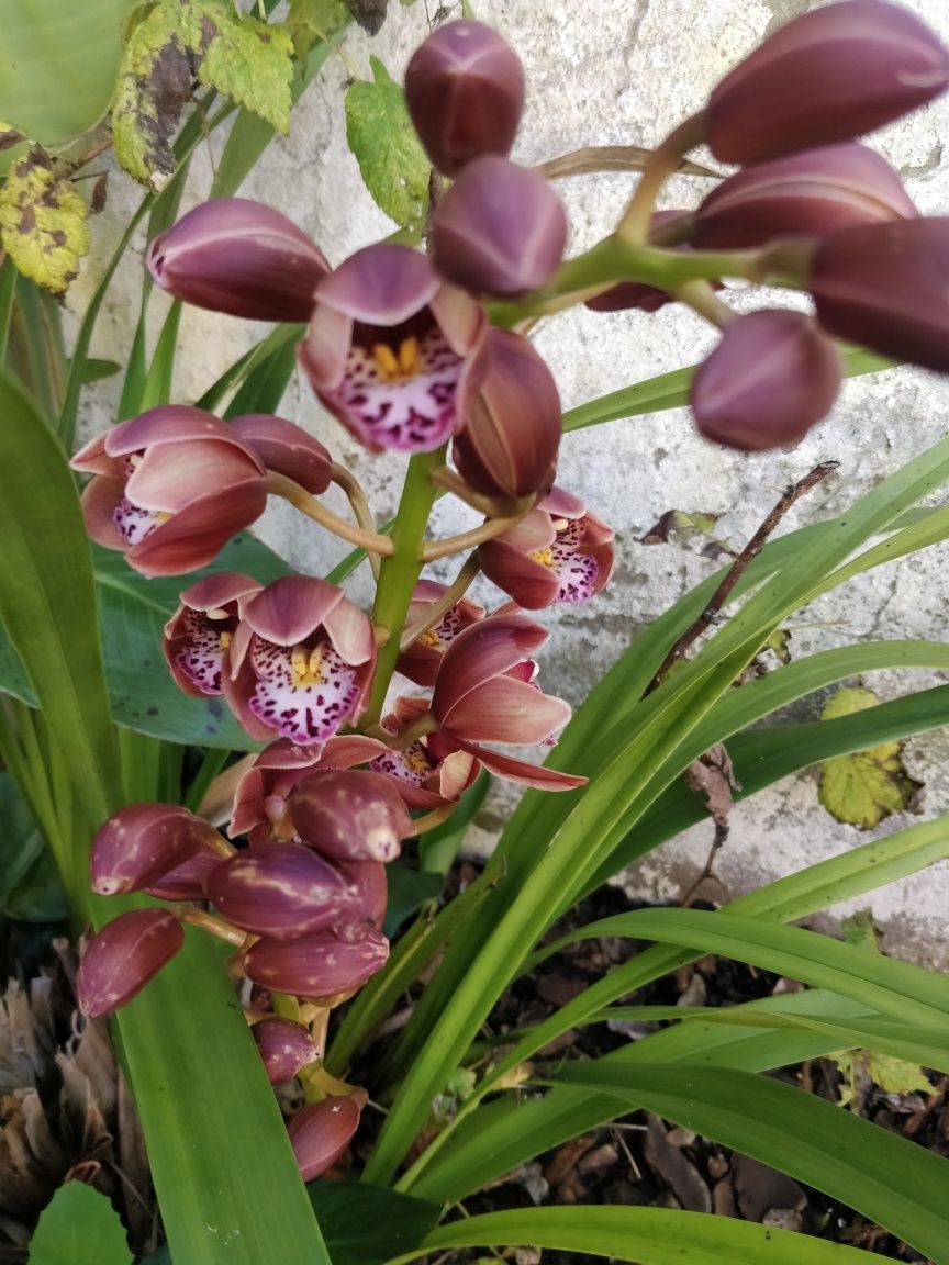 Plantas de jardim, orquídeas e Palmeiras de leque .