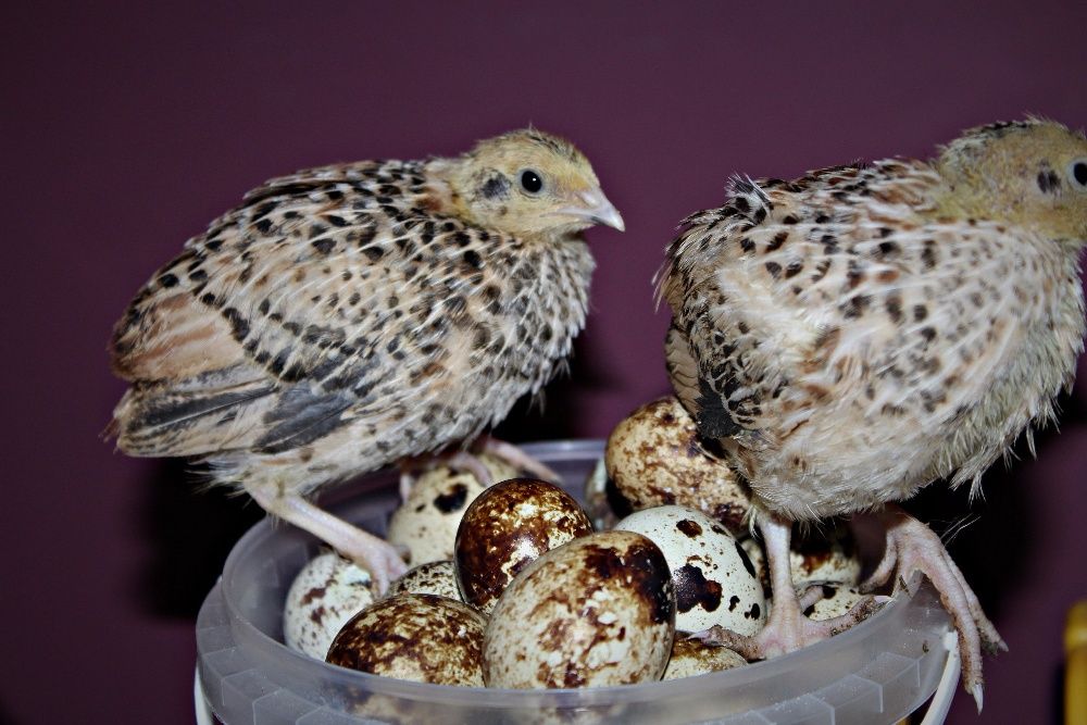 Перепел Перепела Перепелочки Яйца инкубация